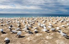 gannet colony